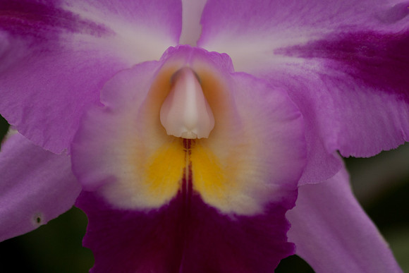 KonaCoast_Hawaii_1836.CR2