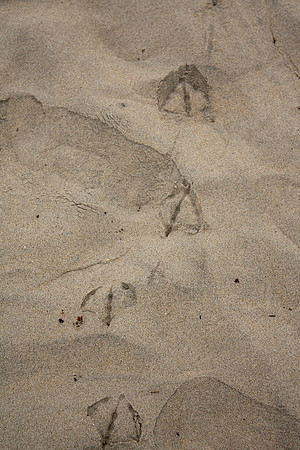 Tracks