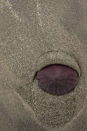 Sand Dollar